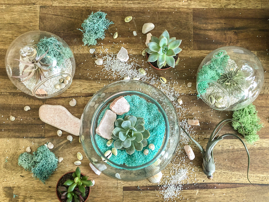 DIY Airplant Terrarium Kit - Fishbowl - Plant Collective