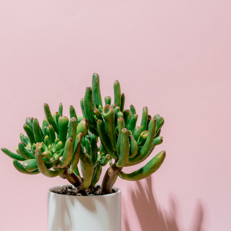Gollum Jade (Crassula Ovata) - Plant Collective