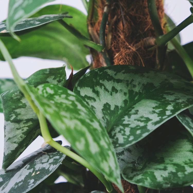 Assorted Pothos