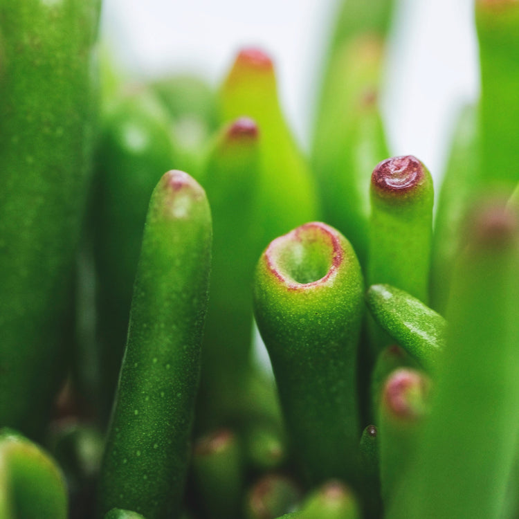 Gollum Jade (Crassula Ovata) - Plant Collective