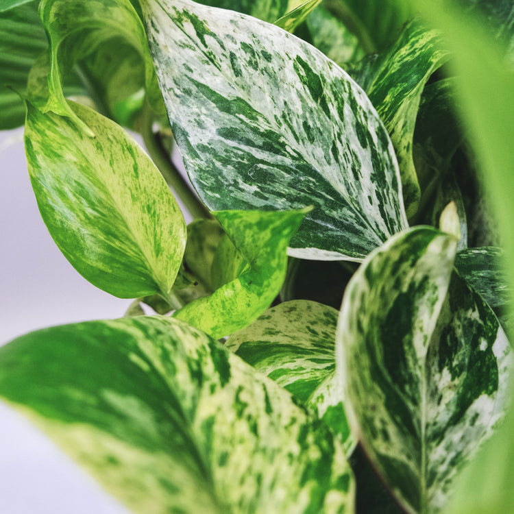 Marble Queen Pothos