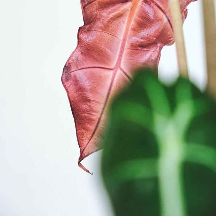 Alocasia Polly - Plant Collective
