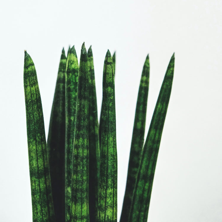 Snake Plant (Cylindrica)