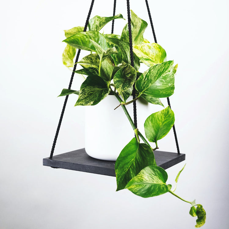 Assorted Pothos