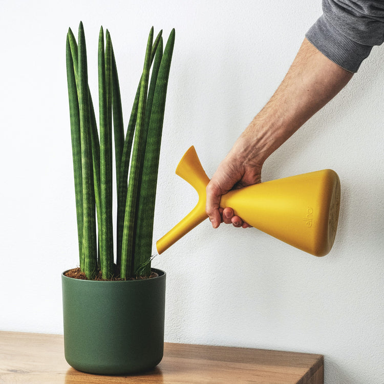 Snake Plant (Cylindrica)