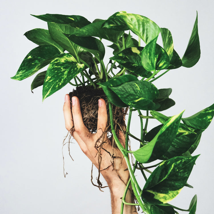 Assorted Pothos