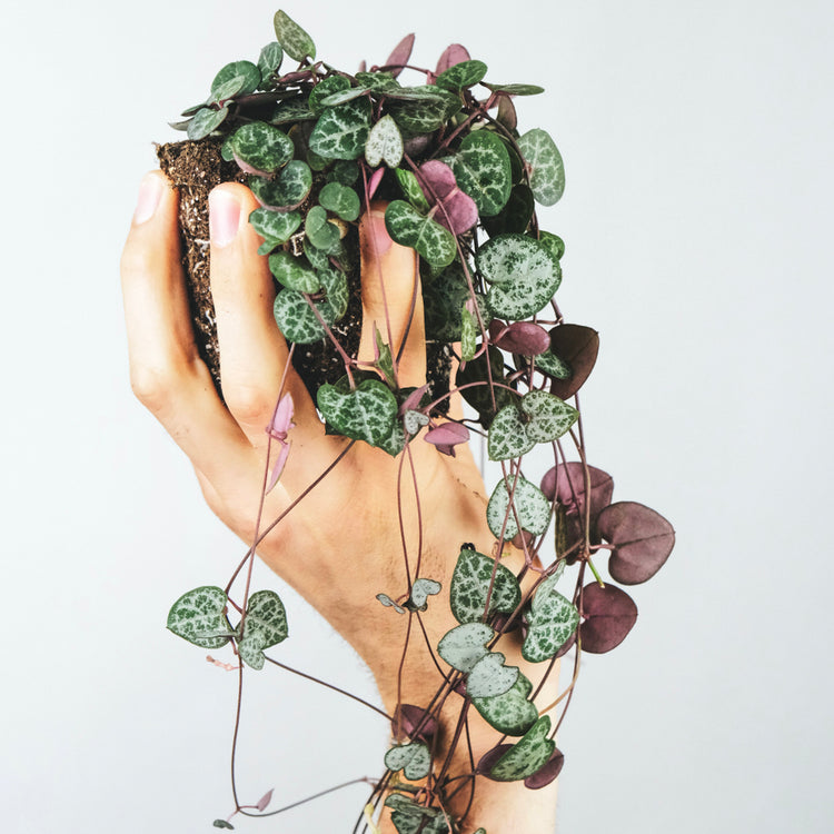 String of Hearts (Ceropegia Woodii)