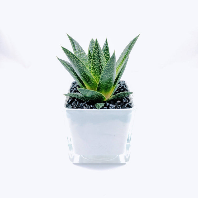 Aloe Flow (Gasteria Flow) - Plant Collective