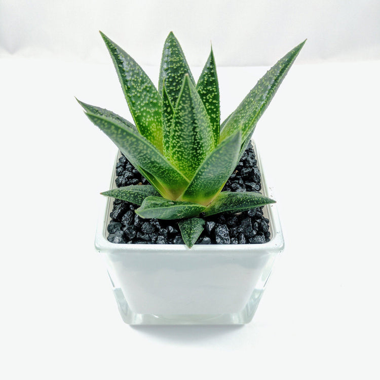 Aloe Flow (Gasteria Flow) - Plant Collective