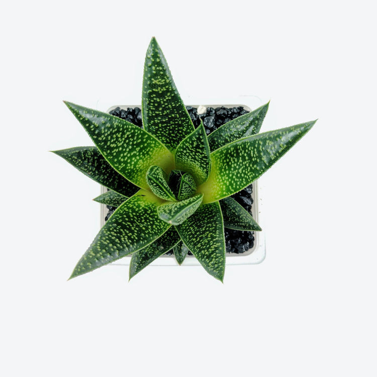 Aloe Flow (Gasteria Flow) - Plant Collective