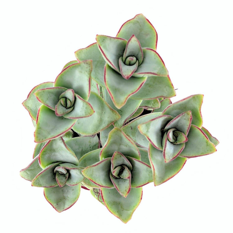 String of Buttons - Plant Collective