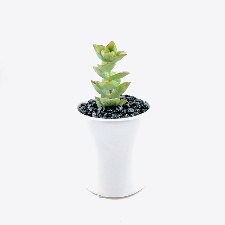 String of Buttons - Plant Collective