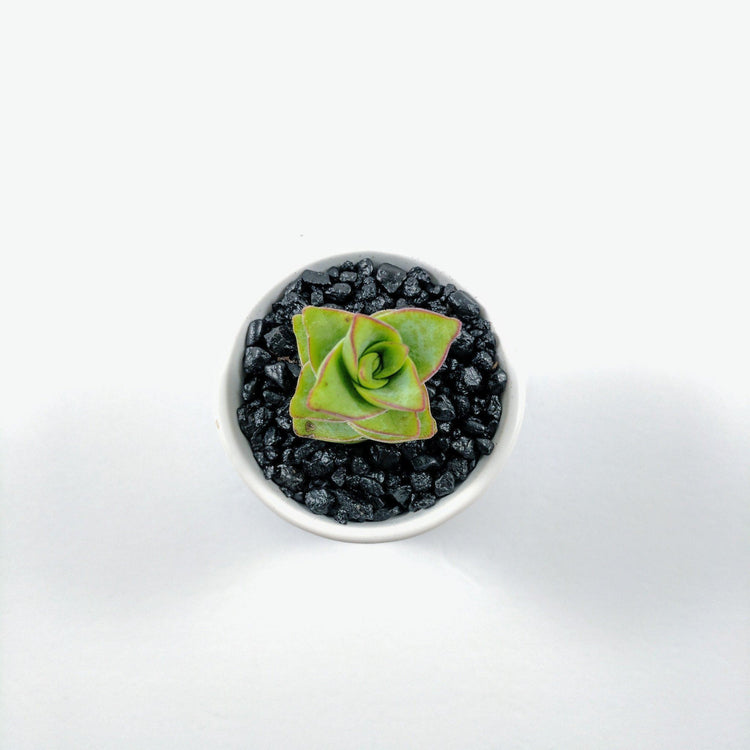 String of Buttons - Plant Collective