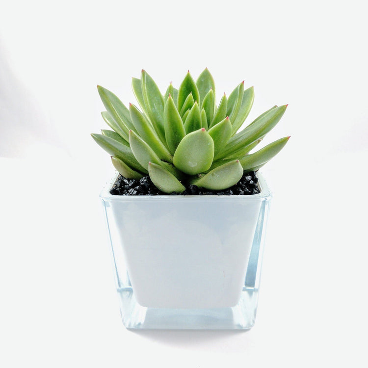 Echeveria Lipstick - Plant Collective