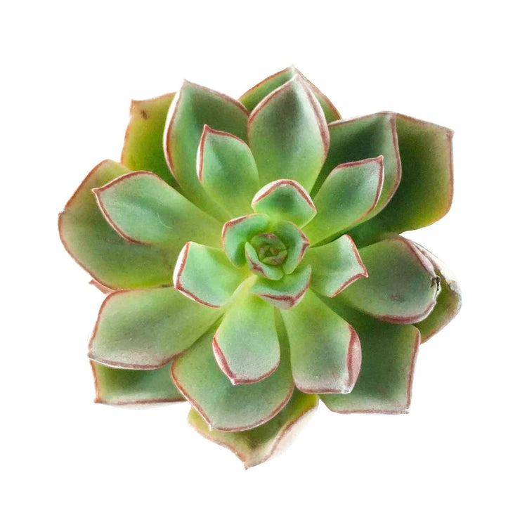 Echeveria Moranii - Plant Collective