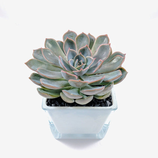 Echeveria Orion - Plant Collective