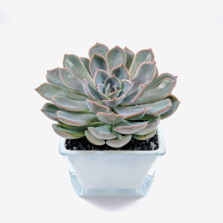 Echeveria Orion - Plant Collective