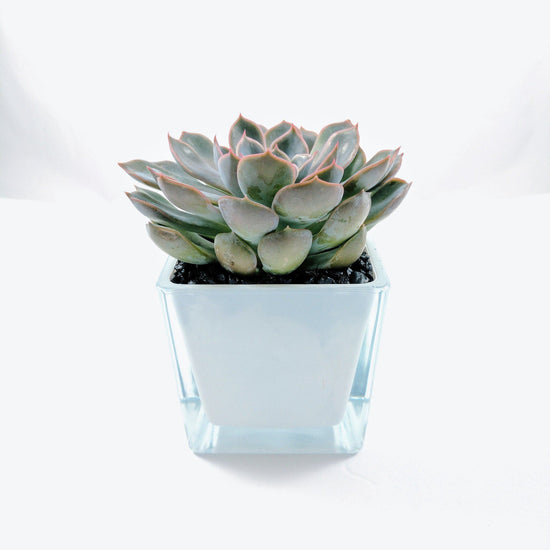 Echeveria Orion - Plant Collective