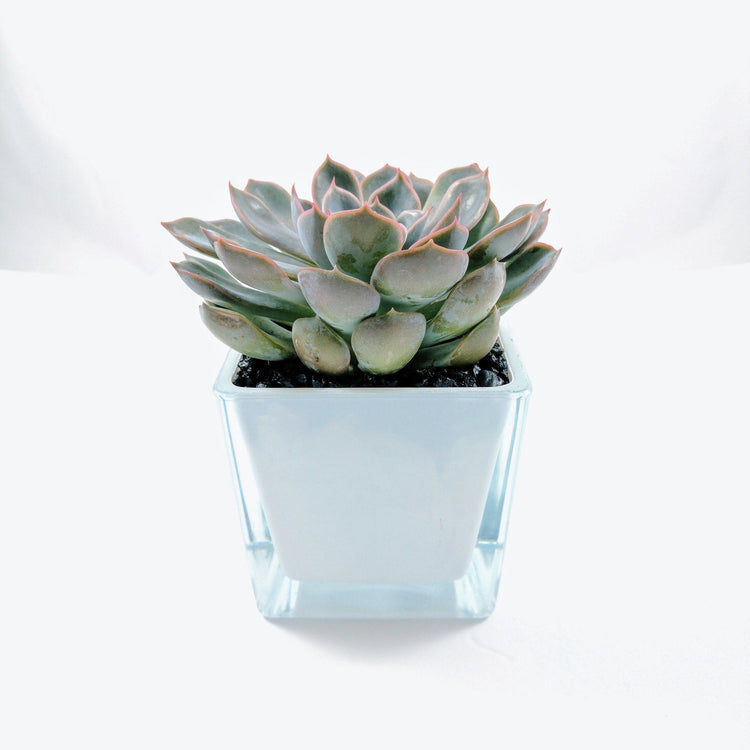 Echeveria Orion - Plant Collective
