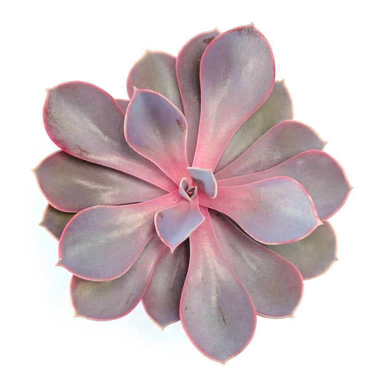 Echeveria Perle Von Nurnburg - Plant Collective