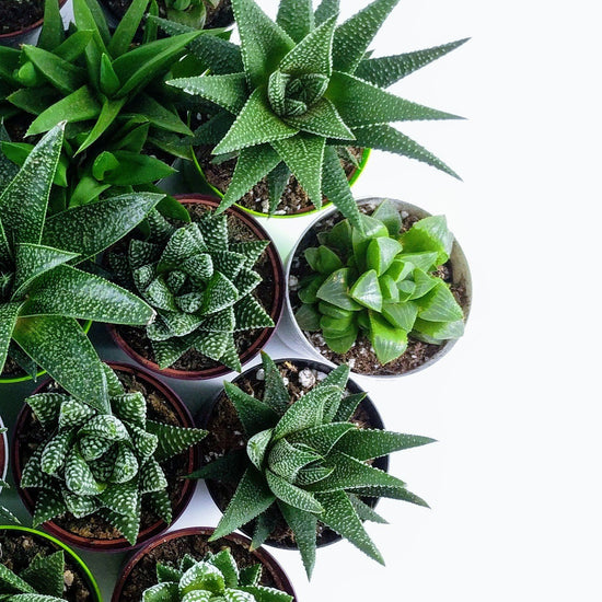 Happy Haworthia Bundle - 6 pack - Plant Collective