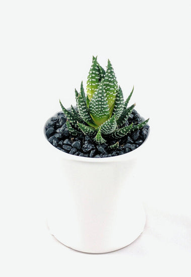 Haworthia Coarctata - Plant Collective