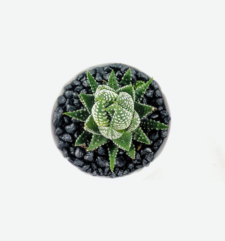 Haworthia Coarctata - Plant Collective