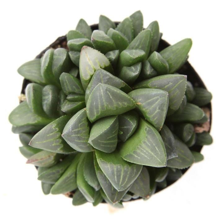 Haworthia Retusa - Plant Collective