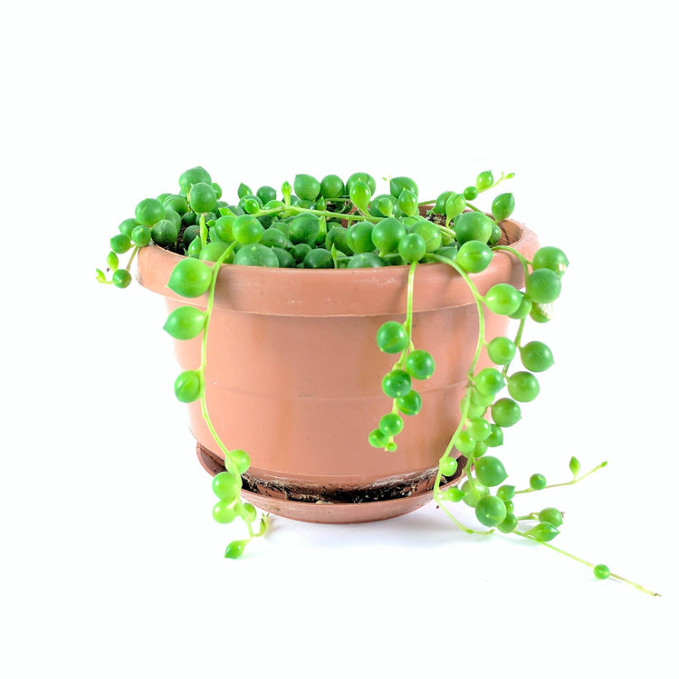 String of Pearls - Plant Collective