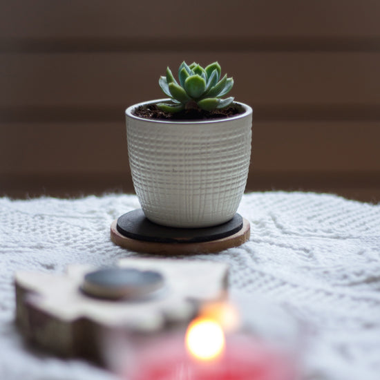 Echeveria Elegans - Plant Collective