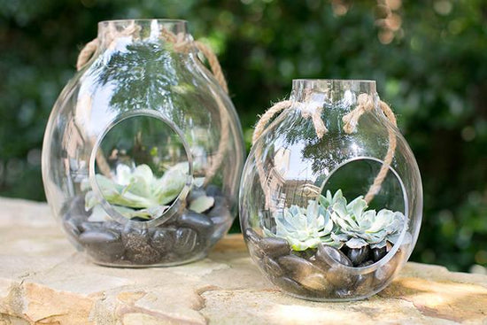 The Paradise Terrarium - Plant Collective