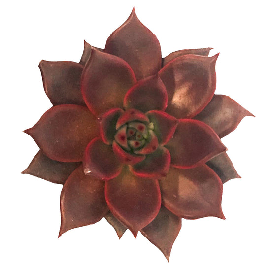 Echeveria Taurus - Plant Collective