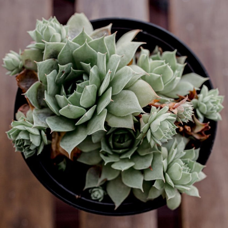 Hens & Chicks (Assorted Varieties) - Plant Collective