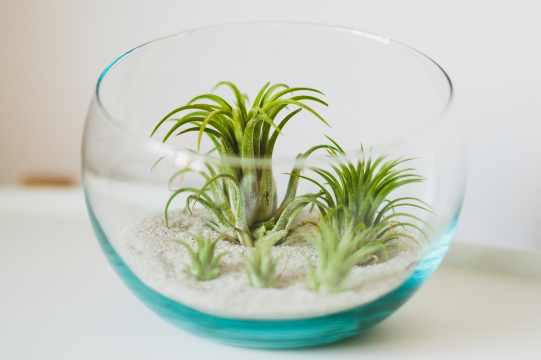 The Lifecycle of Air Plants