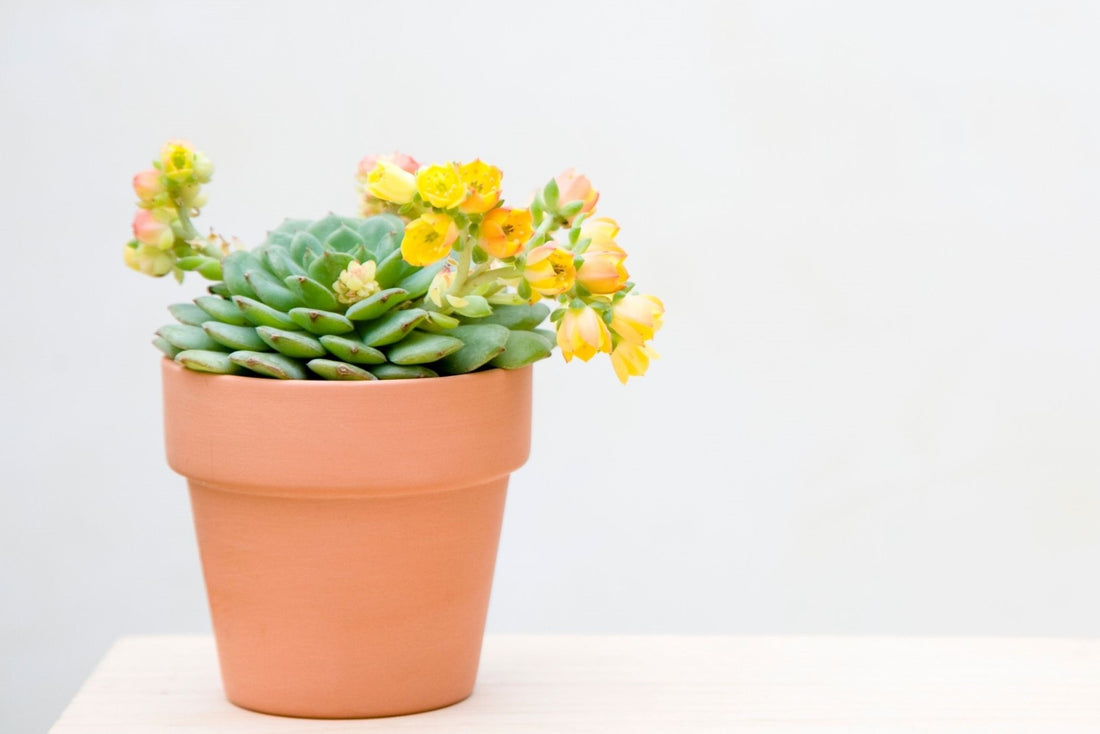 Top 5 Easy Blooming House Plants