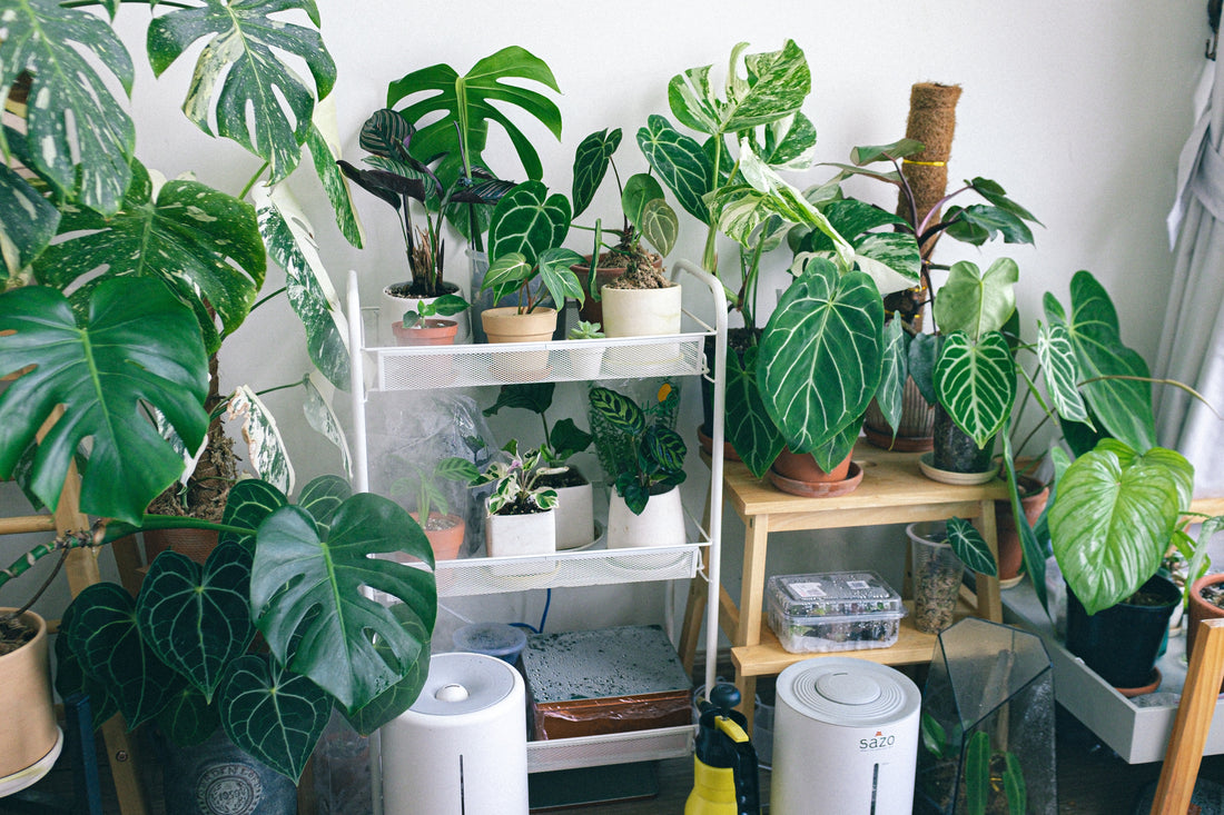 3 Effective Ways to Increase Humidity for Your House Plants