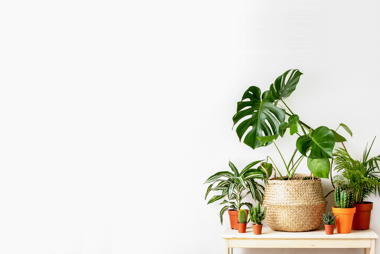 Indoor House Plants Delivery Canada | Plant Collective