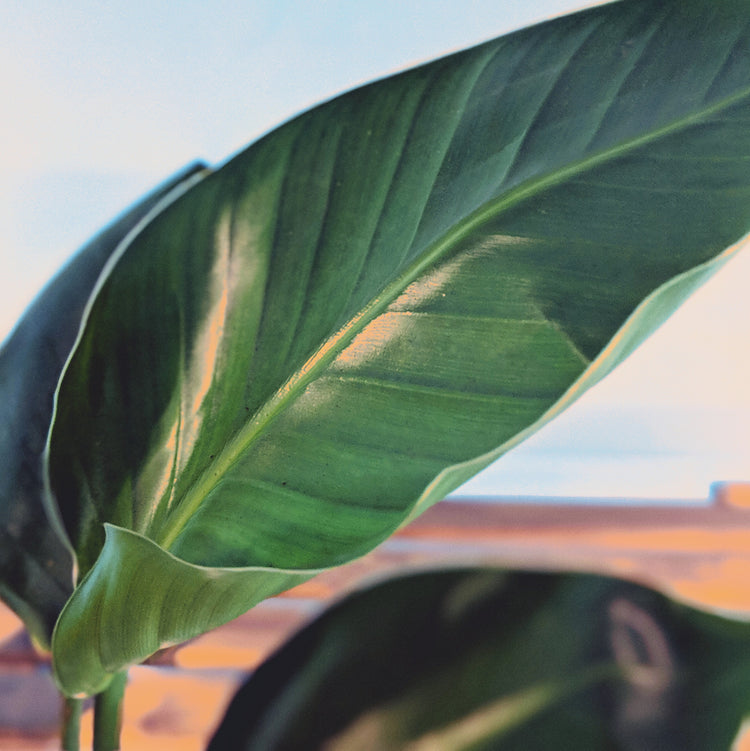 Birds of Paradise Plant (STRELITZIA) - By Plant Collective | Indoor House Plants, Succulents, Air Plants & Terrariums - Toronto Canada