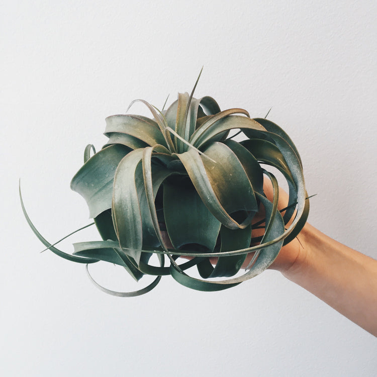 Xerographica (King Size Air Plants) - Plant Collective