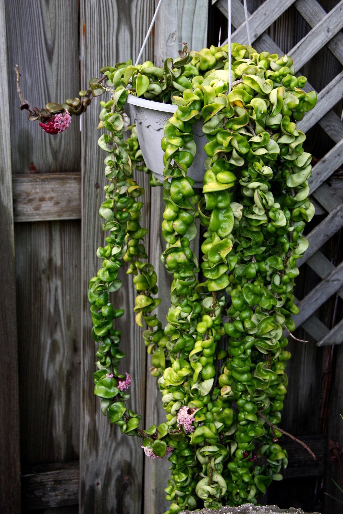 Hindu Rope (Hoya Compacta)