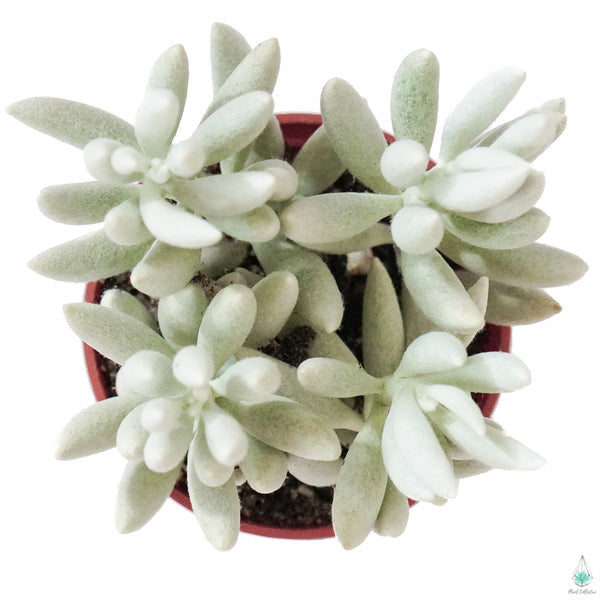 wooly succulent Wooly Senecio (Senecio Haworthii)