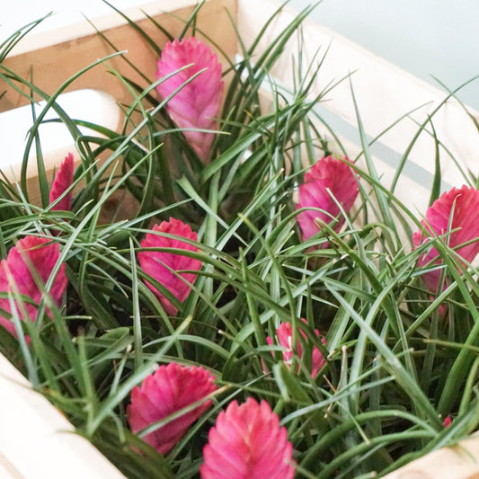 Pink Quill (Tillandsia Cyanea) - Plant Collective