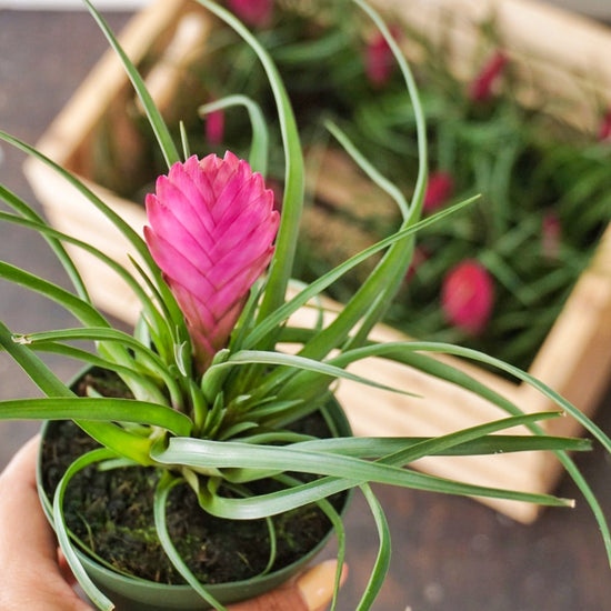 Pink Quill (Tillandsia Cyanea) - Plant Collective