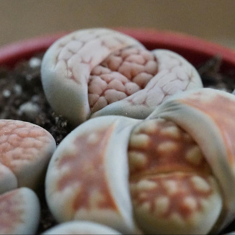 Living Rocks (Lithops) - By Plant Collective | Indoor House Plants, Succulents, Air Plants & Terrariums - Toronto Canada