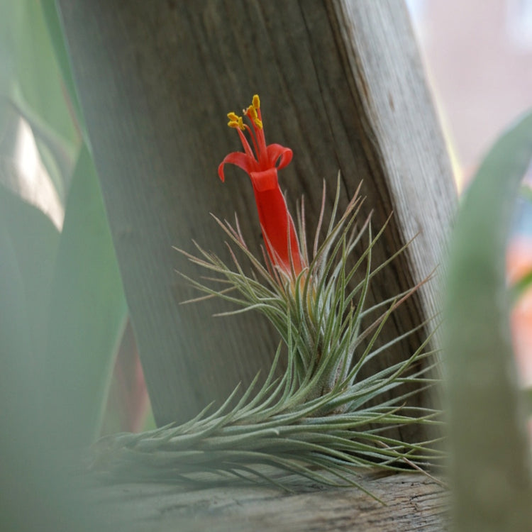 Tillandsia Funckiana - Plant Collective