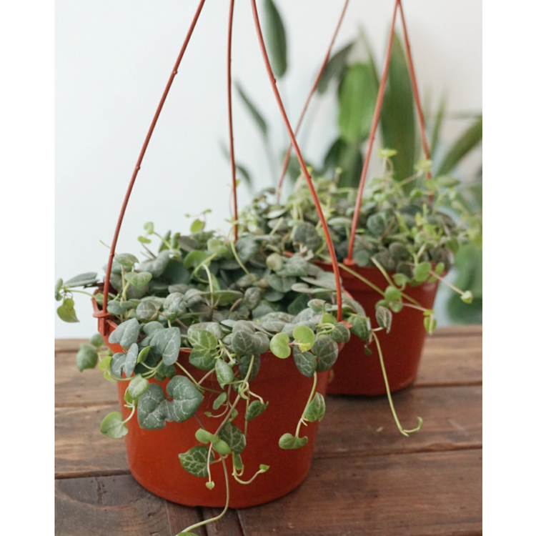 String of Hearts (Ceropegia Woodii) - By Plant Collective | Indoor House Plants, Succulents, Air Plants & Terrariums - Toronto Canada