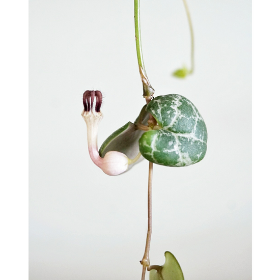String of Hearts (Ceropegia Woodii) - By Plant Collective | Indoor House Plants, Succulents, Air Plants & Terrariums - Toronto Canada