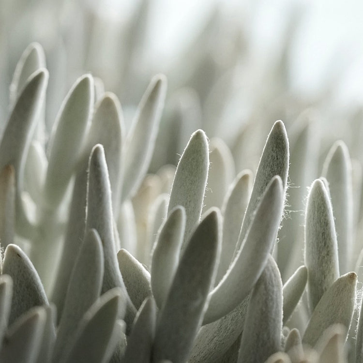 Wooly Senecio (Senecio Haworthii) - Plant Collective