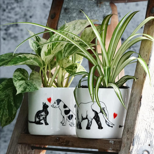 Unlikely Friends Pot - By Plant Collective | Indoor House Plants, Succulents, Air Plants & Terrariums - Toronto Canada