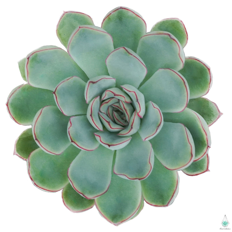 Echeveria Pulidonis